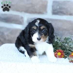 Saylor, Cavapoo Puppy